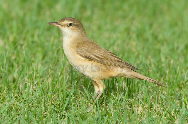 Great Reed Warbler Acrocephalus arundinaceus