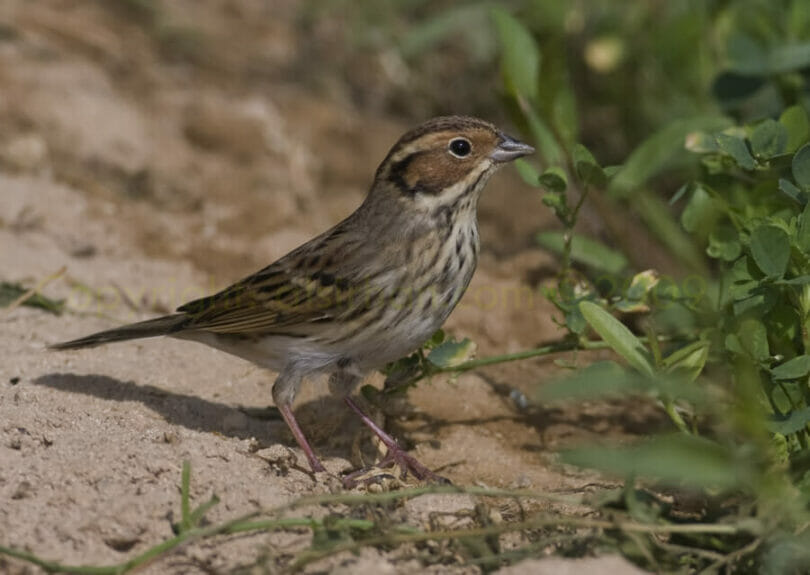 Little_Bunting_MG_8604.jpg