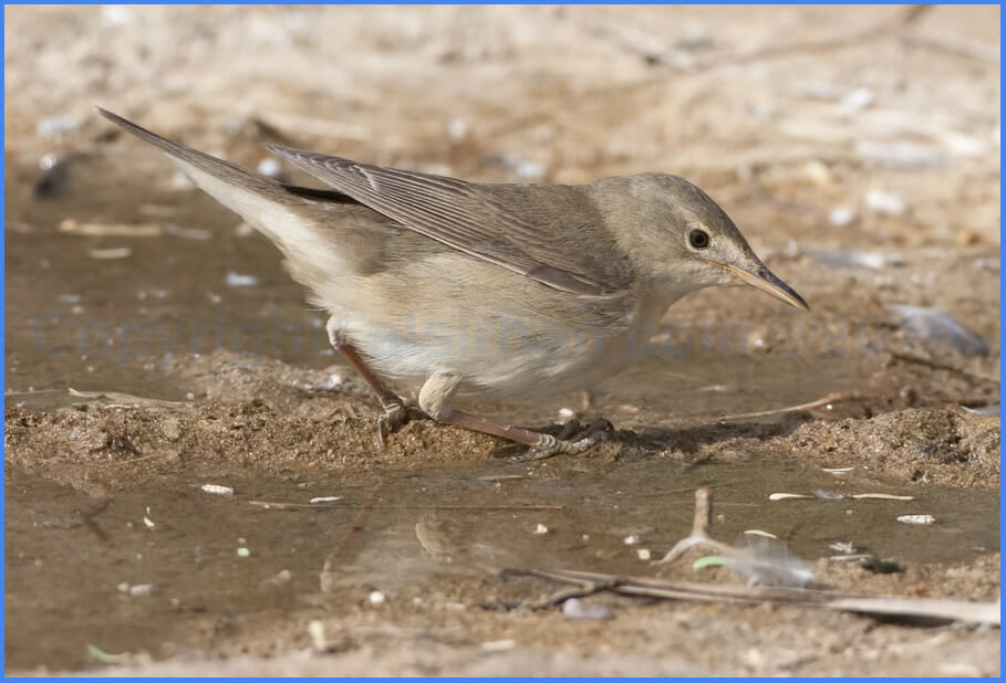 Marsh Warbler Acrocephalus palustris