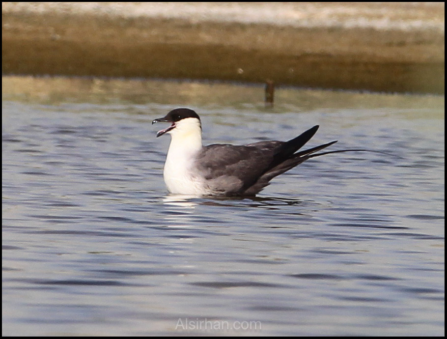 Long-tailed Skua Stercorarius longicaudus