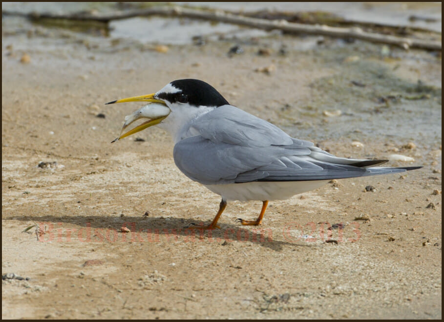Little Tern Sternula albifrons