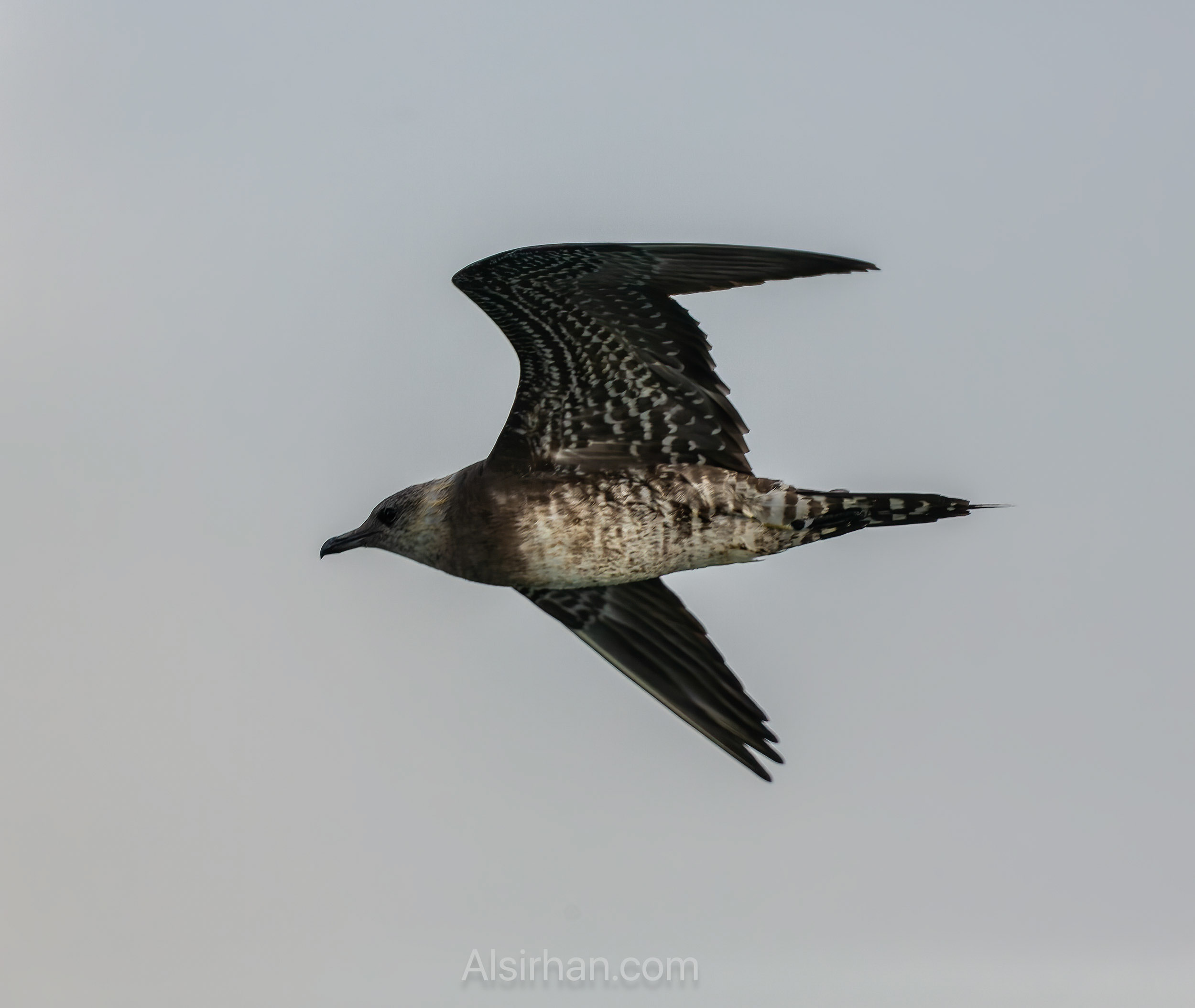 Arctic Tern Sterna paradisaea 