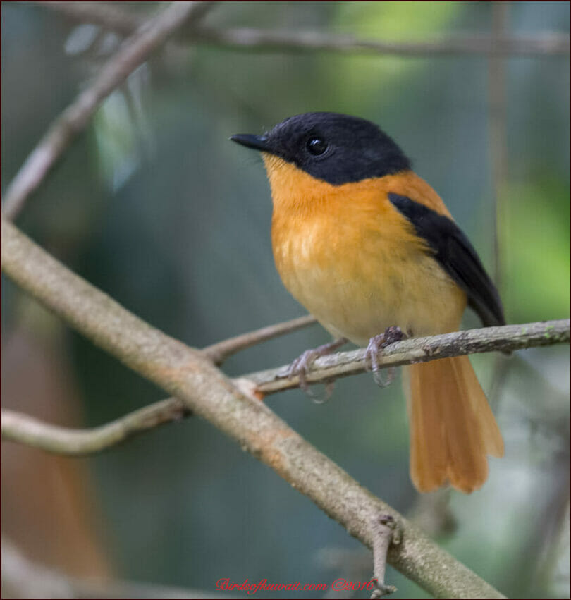 Black-and-Orange Flycatcher Ficedula nigrorufa