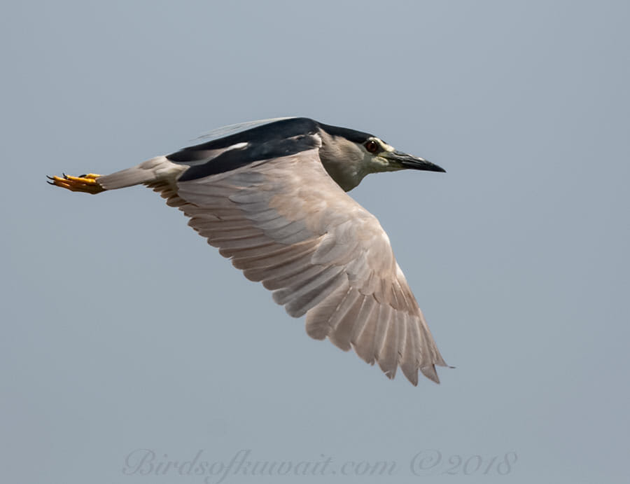 Black-crowned Night Heron Nycticorax nycticorax