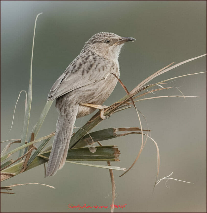 Afghan Babbler Turdoides huttoni salvadorii