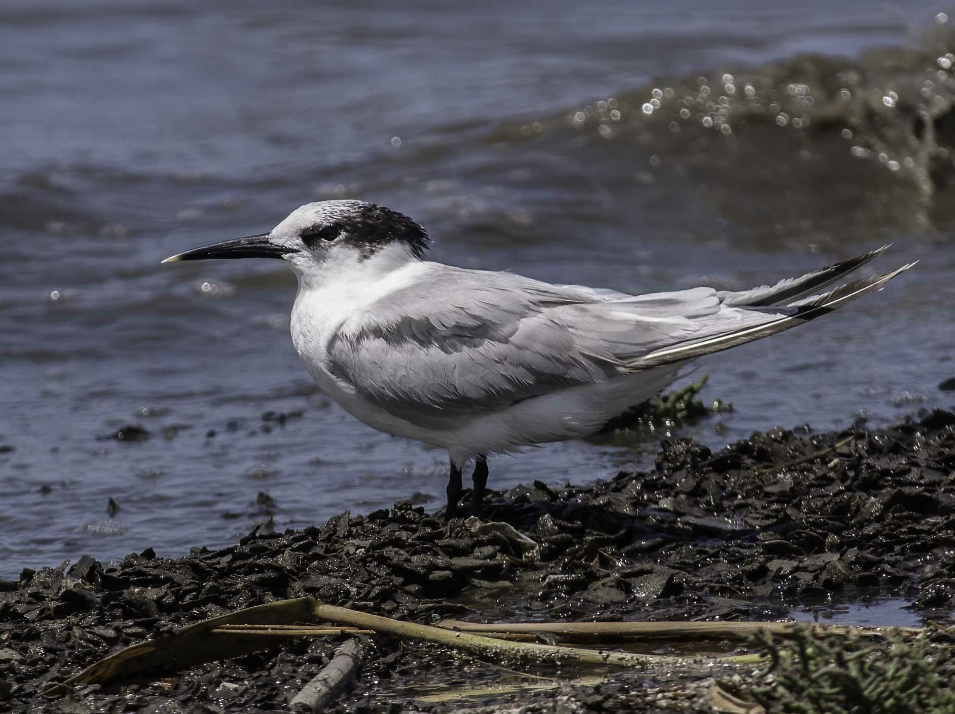 Sandwich Tern Thalasseus sandvicensis
